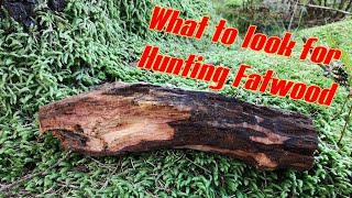 Beginners Guide on How to Find Fatwood in a UK Pine Forrest [upl. by Decima141]