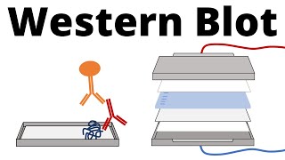 Western Blot  Protein Immunoblot explained [upl. by Atsirhc]