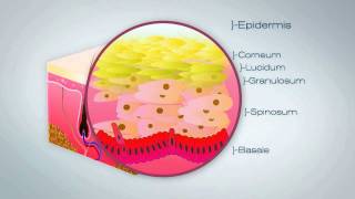 Anatomy of the Skin [upl. by Nos259]