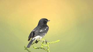 Pied Bush Chat Saxicola caprata [upl. by Melodie]