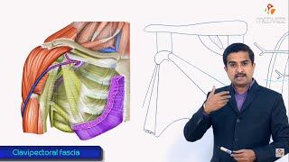 Clavipectoral fascia gross anatomy  Extension  attachments  structures piercing medical animation [upl. by Maxima]