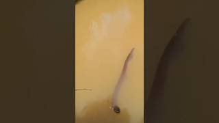 Electric Eel fishingwao fish fishing elecriceel [upl. by Aicinod]