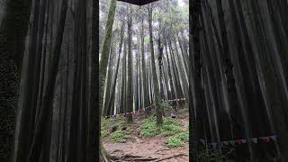 pineforest darjeeling darjeeling [upl. by Marco114]