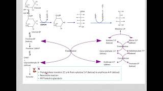 517 Understand not memorize metabolism Postprandial Pentose phosphate pathway [upl. by Gemperle929]