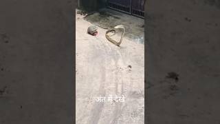 नेवले vs snake fight shorts trending trending funny [upl. by Annitsirhc526]