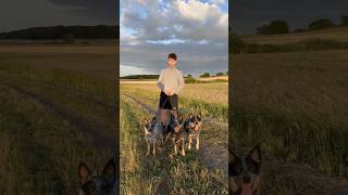 Blue Heelers  Best Dog Breeds  Australian Cattle Dogs shorts [upl. by Asiral]