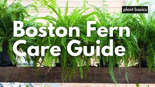 Boston Fern Care Guide [upl. by Yetah104]