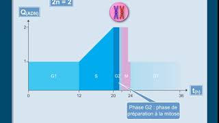 Le cycle cellulaire [upl. by Shantee]