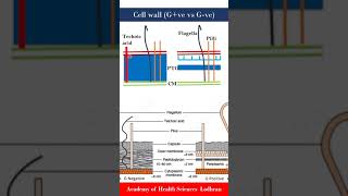 Cell wall Gram positive vs Gram negative bacteria  Microbiology  by Imran Yaseen [upl. by Delija]