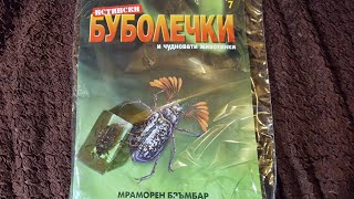 Real Bugs 7  Polyphylla fullo  Истински буболечки бр7  Мраморен бръмбар [upl. by Nawyt]