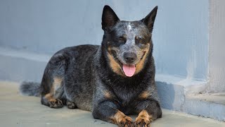 HighFlying Action Watch an Australian Cattle Dog Dominate Disc Dog Competitions [upl. by Bell57]