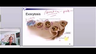 Exocytosis and Endocytosis [upl. by Naarah871]