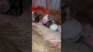 BABY PIGLETS NURSING SO CUTE 🥰 [upl. by Mahda69]