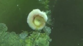 la microfauna en sump y cristales [upl. by Assenna]