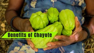 Health Benefits of Chayote [upl. by Libby]