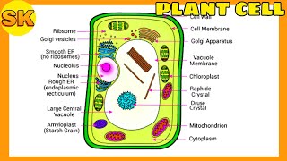 plant cell diagram class 8  how to draw plant cell easy [upl. by Nerrak]