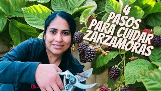 4 pasos para cuidar zarzamoras y tener una gran producción Cuidados Poda Fertilizante y Más [upl. by Angela508]