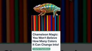 You Wont Believe How Many Colors Chameleons Can Change Into [upl. by Ial]