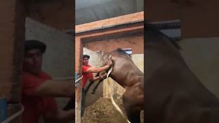 ¡Este gaucho se llevo el susto más grande de su vida🐴 caballos [upl. by Lord]