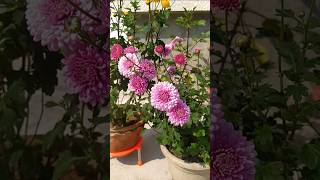 How to grow chrysanthemumseed to sow in October shorts garden [upl. by Stratton]