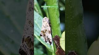 leafhopper insect nature bush [upl. by Oitaroh]