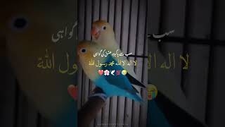 Sub se pakiza ishq fa99birds pakiza ishq islamicshorts islamicvideo islamic short [upl. by Euphemiah698]