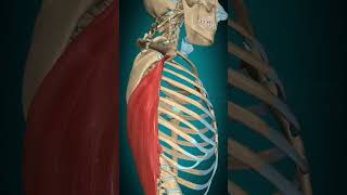 Latissimus dorsi muscle action Humerus Adduction anatomy muscle [upl. by Nnorahs]