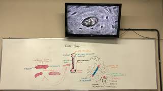 Tecido Ósseo [upl. by Jermaine]