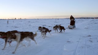 DOG SLED TRAINING WITH ALASKAN HUSKIES [upl. by Abdu]