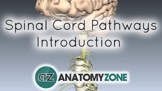 Spinal PathwaysTracts  Part 1  Introduction  Anatomy Tutorial [upl. by Ilah]