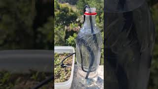 Easy amp Simple Self Watering amp Drip Irrigation System for plants dripirrigation diy [upl. by Littman774]