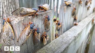 Why 2024s cicada emergence is so rare  BBC Global [upl. by Ragland]