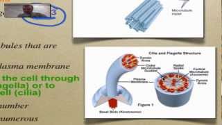 Chapter 7 Part 8  Cytoskeleton [upl. by Asirret]