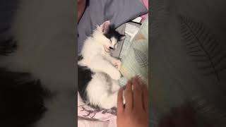 shortvideo funny funnypetschannel yourcat cat funnypetslife pets yourpet catvideos [upl. by Acinomad]