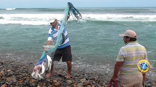 PESCA de Grandes LISAS con ATARRAYA en el MAR ✔ [upl. by Desirae443]