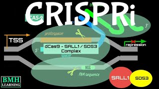 CRISPRi  CRISPR Interference [upl. by Iinde149]