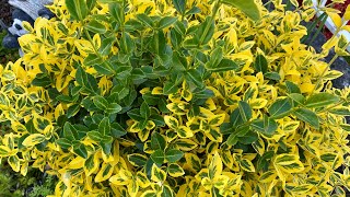 Prune 1 of 2 For 2024 Golden Euonymus 4K  May 9 [upl. by Juxon]