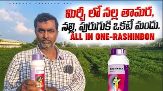 Rashinban Insectiside  Godrej Agrovet  మిరపలో నల్లి నివారణ [upl. by Goeger]