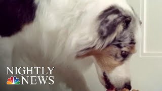 Dog Food Recalled Over Dangerous Levels Of Vitamin D  NBC Nightly News [upl. by Leanne416]