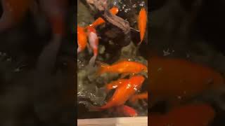 Ang daming goldfish goldfish pets nature animals fish shortvideo trending viralshort fyp [upl. by Goddard]