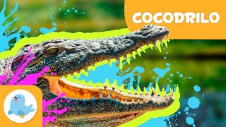 EL COCODRILO 🐊 Animales para niños 🏞️ Episodio 14 [upl. by Kcired]