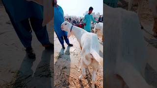 bakra mandi 2024 dera ghazi khan hassan goat farm [upl. by Arther]