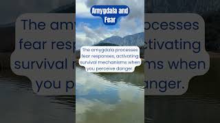 The Amygdala The Brains Fear Center Explained in 60 Seconds [upl. by Charters552]