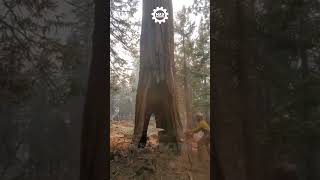 Good Chainsaw Technique for Huge Tree  Extreme Dangerous Chainsaw cuttingskills shorts chainsaw [upl. by Adnahsam]