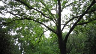 Blackpoll Warbler Song Macon Georgia April 29 2013 [upl. by Arahahs]