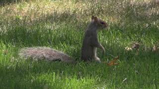 Ecureuil gris Sciurus carolinensis Eastern Gray Squirrel [upl. by Najtsirk]