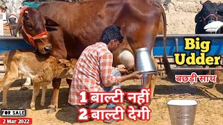 50 गाय में से ये सलेक्ट की है👍 Sahiwal Cow Milking Video 👍 Kamdhenu Dairy Farm 👉 Tikuram 📲7627058169 [upl. by Meakem]