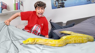 a Giant SNAKE in my Bedroom [upl. by Ahsenod]