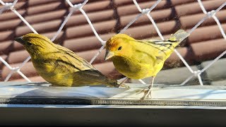 These canaries are so tweety [upl. by Settle159]