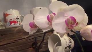 How I rescue Phalaenopsis orchids that have root loss [upl. by Elsy329]